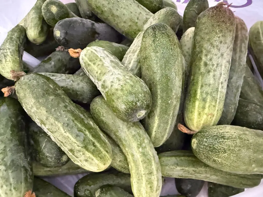 До 30 кг с 1 куста: три идеальных сорта огурцов — растут даже на Севере, гарантировано плодоносят вплоть до заморозков