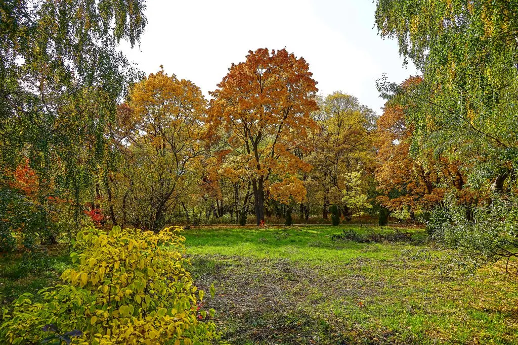 Редкие хищники рысь и корсак занесены в Красную книгу Самарской области Редкие хищники рысь и корсак занесены в Красную книгу Самарской области