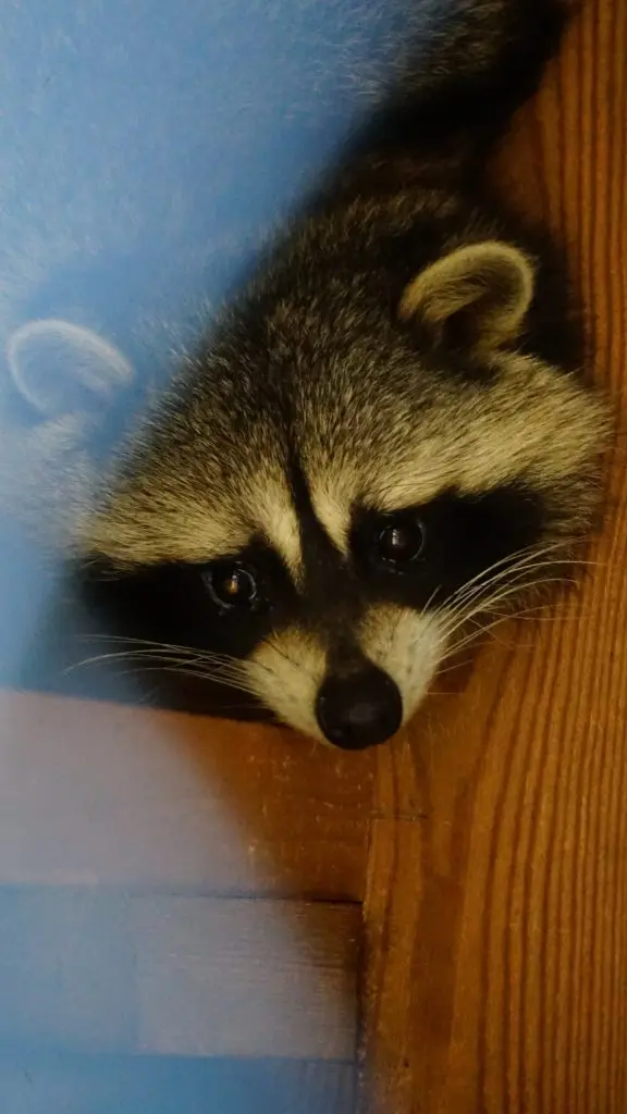 Свинка Нюша и хищный птица Коко Шанель: кто обитает в центре реабилитации для диких животных в Самарской области