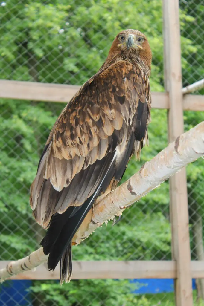 Свинка Нюша и хищный птица Коко Шанель: кто обитает в центре реабилитации для диких животных в Самарской области