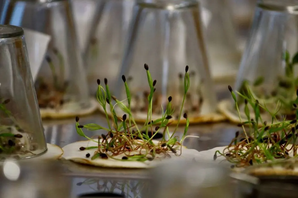 В Самарской области проводится проверка 10 тонн семян для лесовосстановления