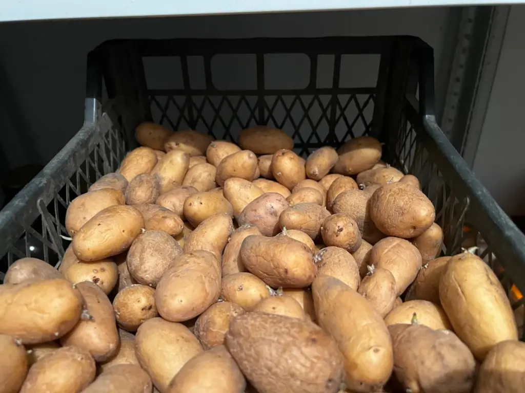 Посадил ведро, а выкопал 360 кг — самый урожайный сорт картофеля: клубни аж до 200 г — лучше всего для пюре и запекания