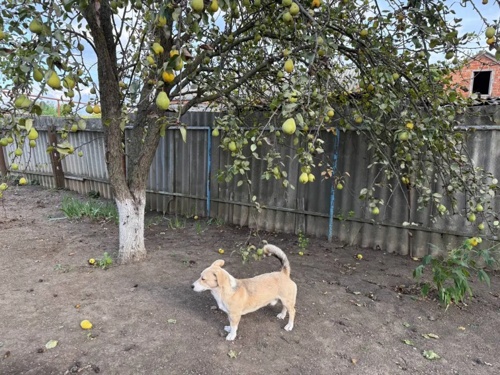 Омоложение груши: как сохранить старое дерево и еще много лет получать мега — урожай