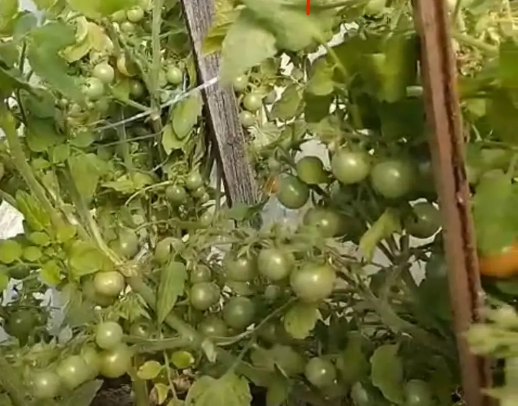 Эти «мега-помидоры» прут сами по себе: плоды по 700–1500 г — сладкие, хоть в чай клади