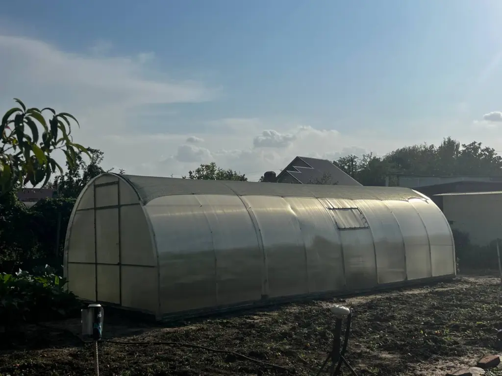 Лью 1 стакан в теплицу в конце декабря: болезней и вредителей как ни бывало, земля чистая