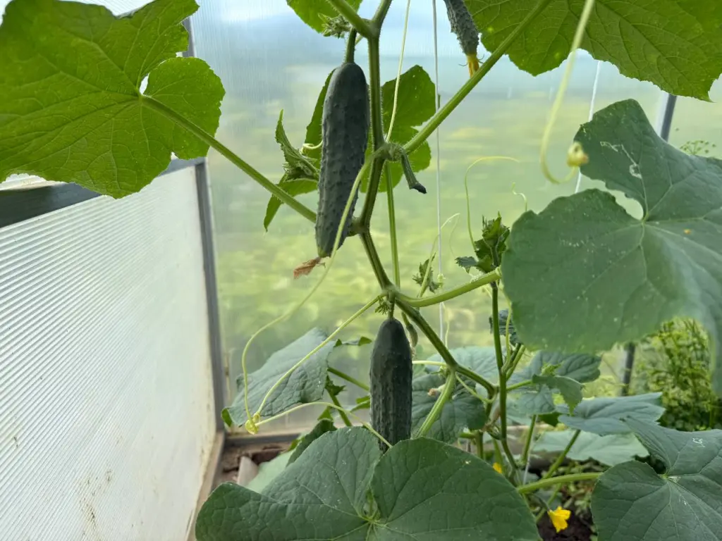 Не огурчики, а самый топ: опытные дачники сажают только эти 3 сорта — до 25 кг с метра