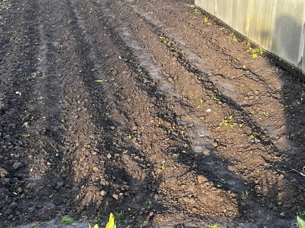 100 клубней с куста — «Как с куста»: гениальный способ посадки картофеля по Балабанову — урожай в 3 раза больше