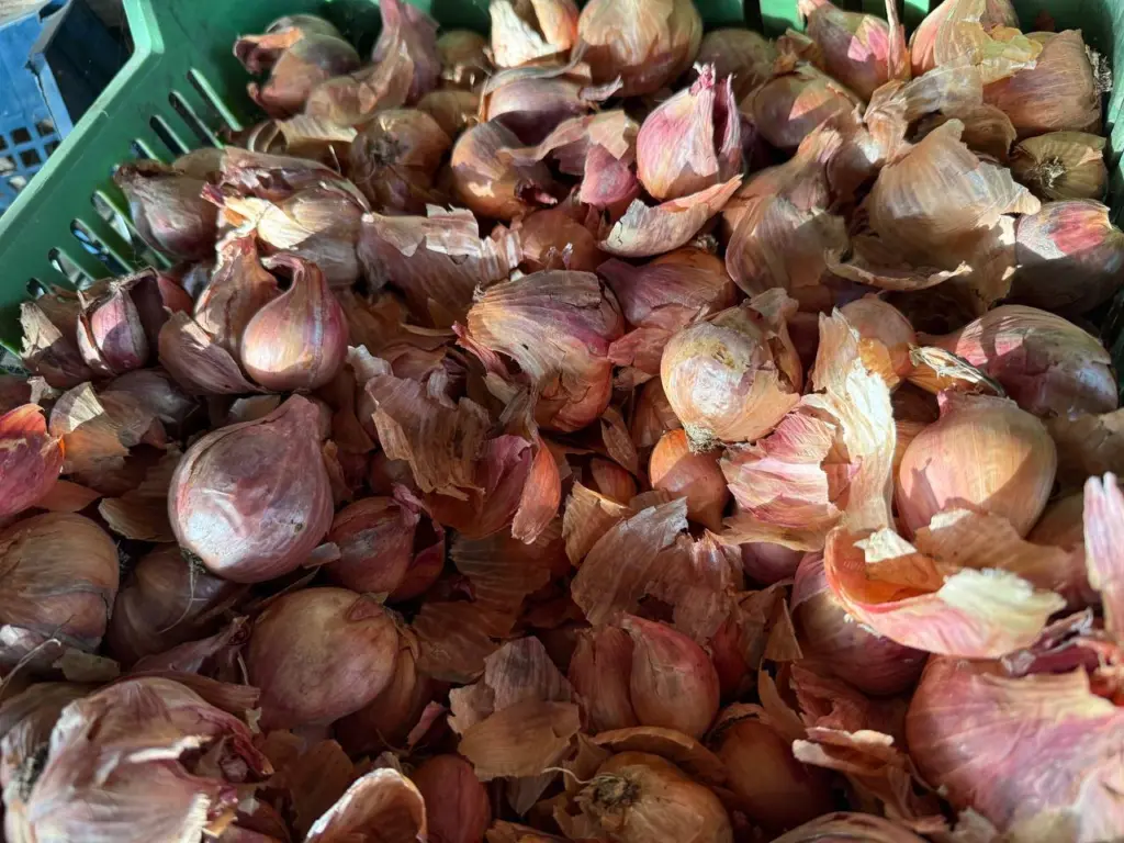 Самые сладкие и сочные сорта лука — долго хранятся и крупные: подойдут куда угодно — настоящая находка