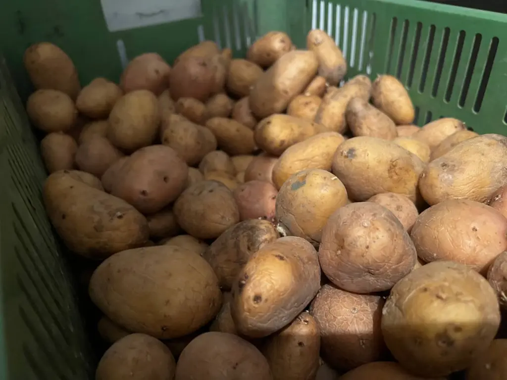 Выкапывать картошку можно уже в июне: с 1 сотки точно получите 620 кг клубней – лучший сорт