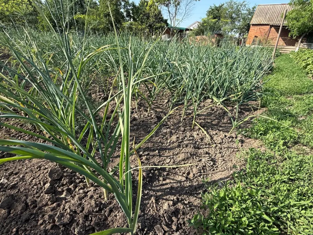 Один раз вношу — и бед не знаю: весной чеснок видно из космоса. Крайне важная подкормка от пожелтения листьев