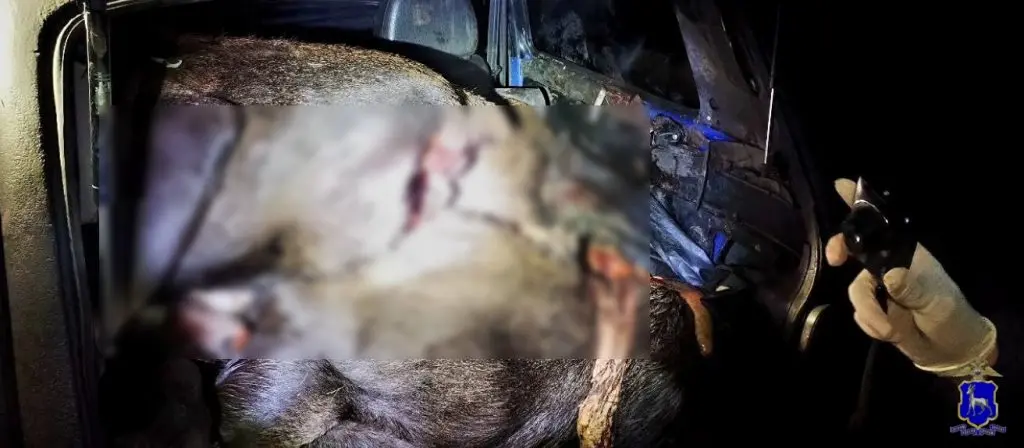 В Самарской области браконьеры убили двух лосей и оставили машину с их тушами