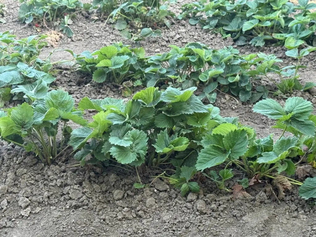 Клубника растет в несколько раз быстрее: использую 1 забытый трюк — ягоды без сорняков, слизи и гнили