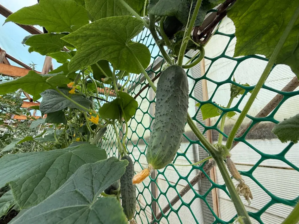 Сажаю один раз — собираю вплоть до осени: сорт огурцов для ленивых — растут везде