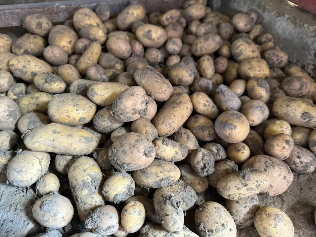 Картофель «ведро с куста» — популярные сорта нарасхват в феврале — успевайте купить