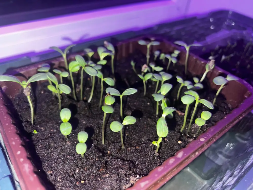 Дачники, всего 2 горсти в грунт: рассада прет как не в себя — секретная хитрость