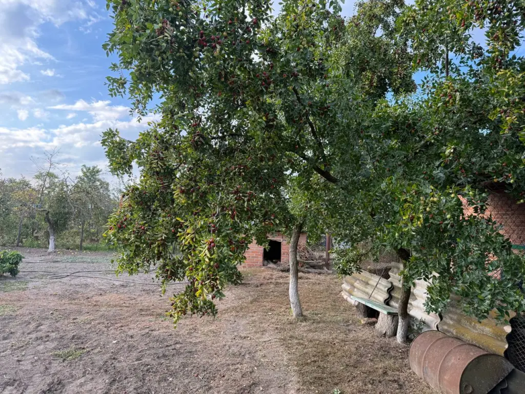 Эти 3 дерева Мичурин категорически запрещал сажать на дачных участках: дачники не слушают — потом локти кусают