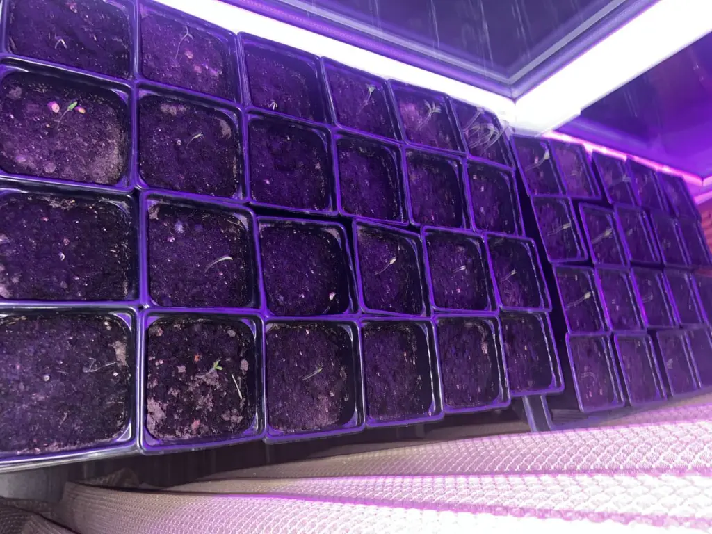 1 ложка в воду — рассада прёт как не в себя: никакие фитолампы не нужны