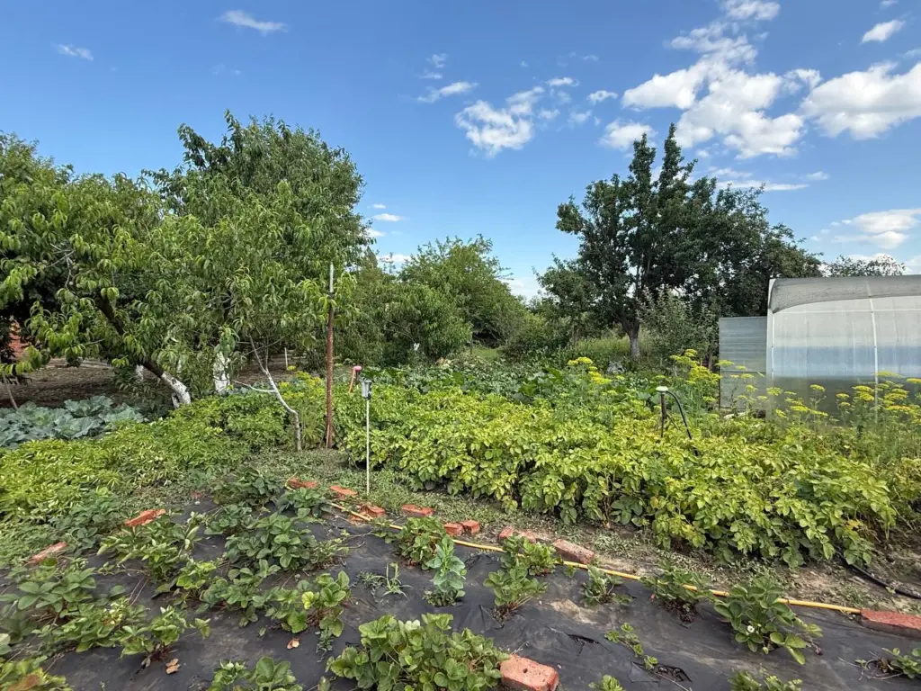 Растения-союзники: Эти соседи по грядке творят чудеса — хитрости для шикарного урожая