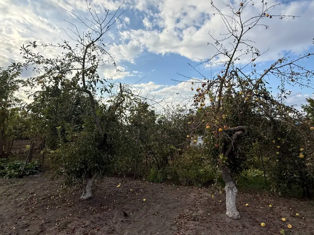 Обмотали стволы в 2 слоя – и грызунов ждет «облом»: надежная защита зимой деревьев от мышей – лайфхак