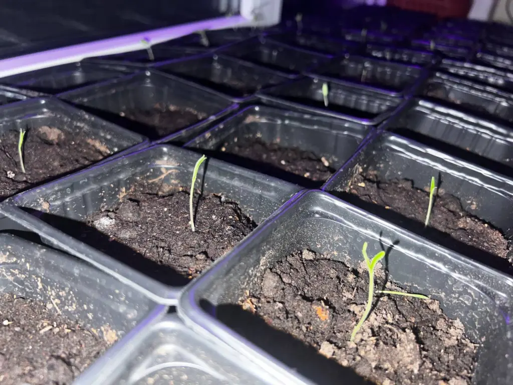 Всего 3 пилюльки и через пару дней дружные всходы на даче — стимуляторы для рассады