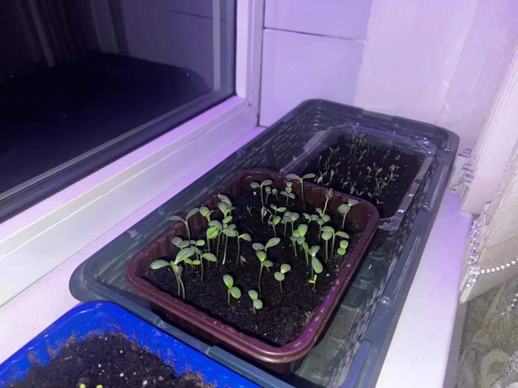 Когда сеять томаты на рассаду в 2026 году: подробный и важный гид для огородников + хорошие и плохие дни по лунному календарю