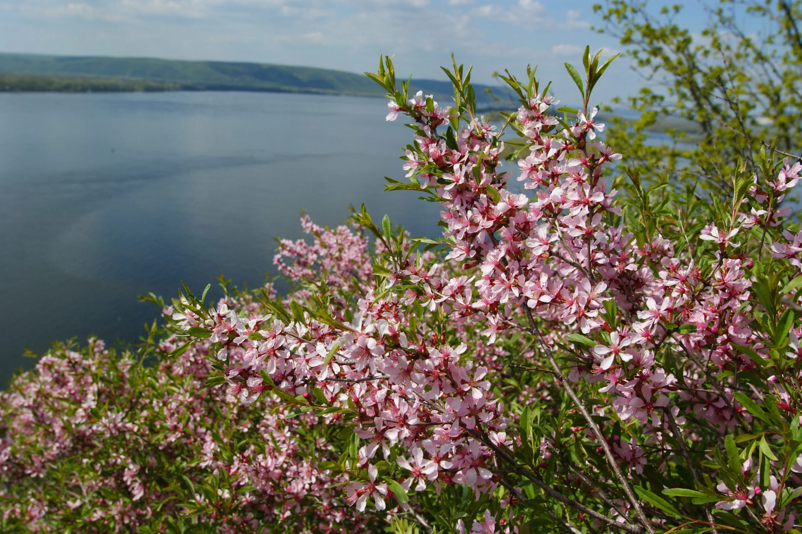 Жители Самарской области собрали 1000 подписей против нефтяных скважин у заповедной зоны Жители Самарской области собрали 1000 подписей против нефтяных скважин у заповедной зоны