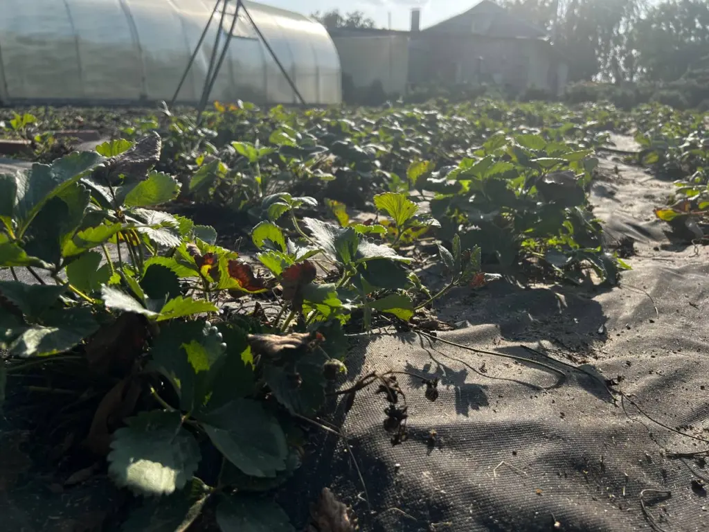 Ранние сорта клубники для вашего огорода— успейте купить рассаду, пока не разобрали