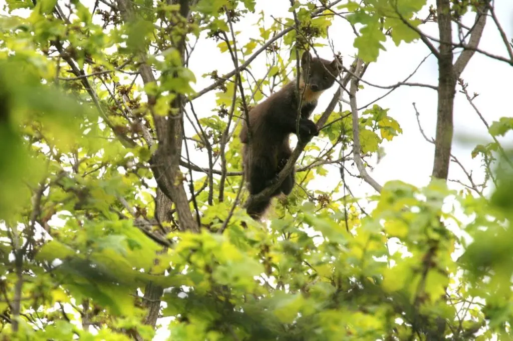 Жителям Самары продемонстрировали необычного жильца созданного человеком птичьего гнезда