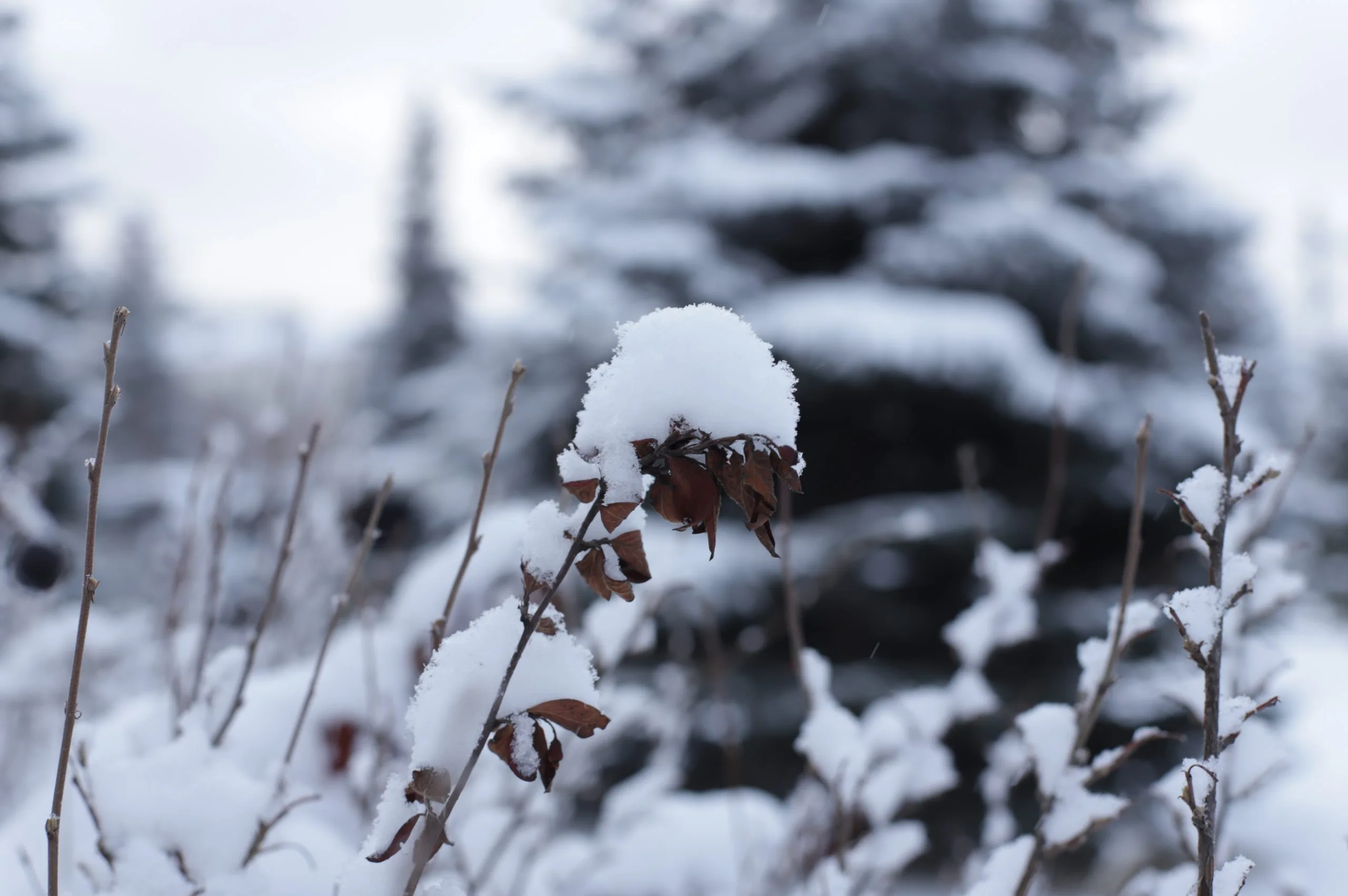 Снежные заносы ожидаются в Самарской области ночью и утром 9 февраля Снежные заносы ожидаются в Самарской области ночью и утром 9 февраля