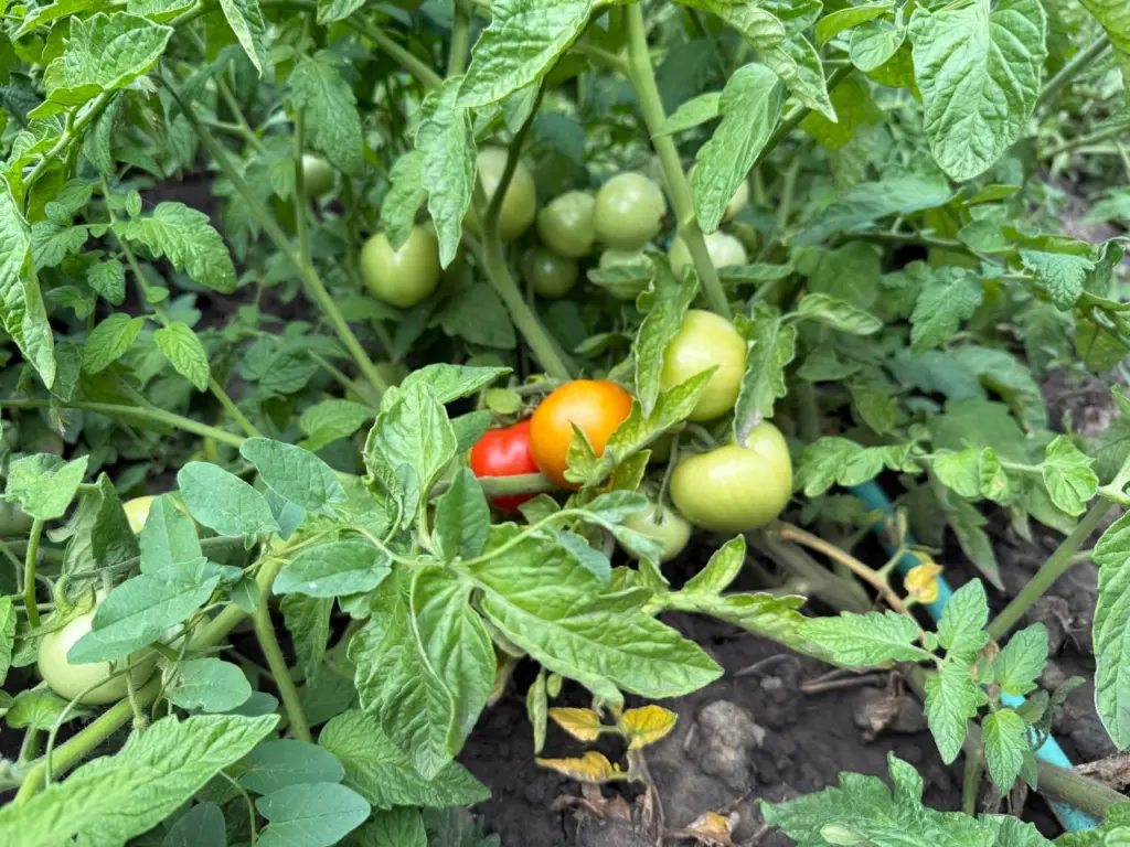 Не верьте, что на севере не вырастить сладкие томаты: 7 проверенных сортов, которые не боятся холодов